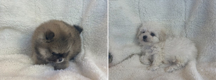  도그마루 강아지고양이 청주점에서 청주강아지무료분양을 통한 특별한 만남