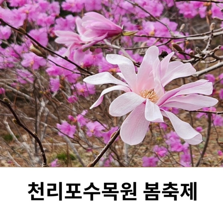  천리포수목원 봄축제 목련축제 기본정보 기간 입장료 여행코스 주차