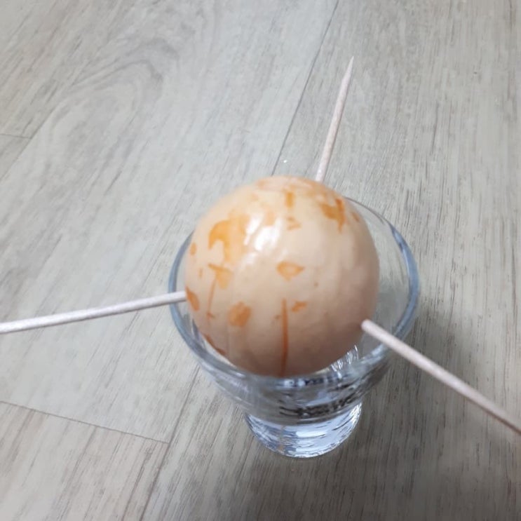  집에서 요즘 키우는 식물!!