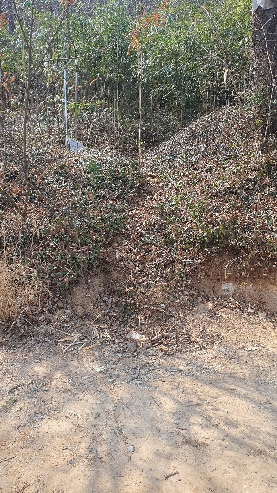 비파산 사진 5