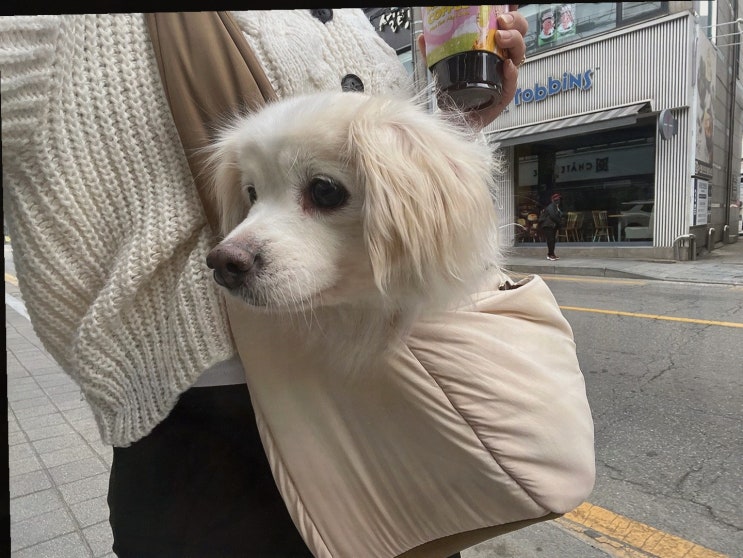  [동물병원 리뷰] 우리동물메디컬센터, 신뢰할 수 있는 경기광주 동물병원 고양이 전문 진료