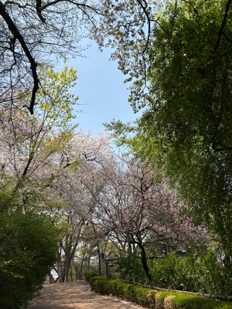회현역에서 남산 타워 올라가는법 : 올해 마지막 벚꽃 실시간 현황
