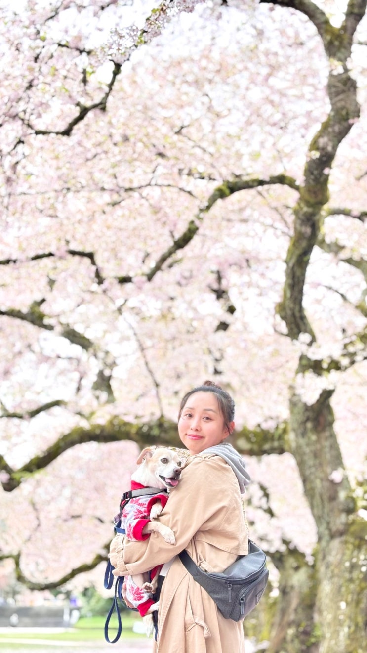  [Seattle] 시애틀 여행 벗꽃 명소 유니버시티 오브 워싱턴 (워싱턴 대학교, UW) 벗꽃 위치 강아지랑 방문 애견동반 벗꽃놀이