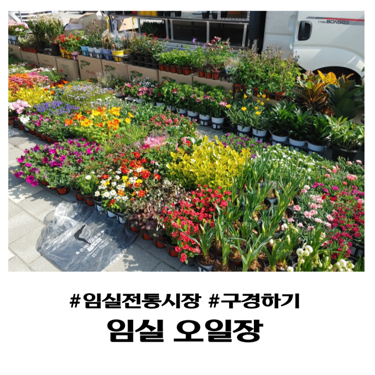  임실오일장 1일, 6일 전통시장 구경하기