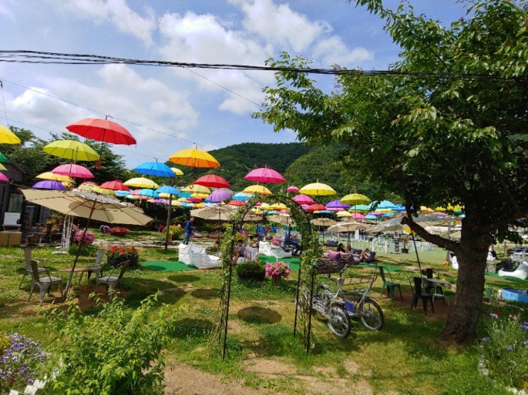  가평군 청평 대성리 MT장 꿈에그린펜션 내 분위기 좋은 애견 카페 어반플레이스. 강아지천국