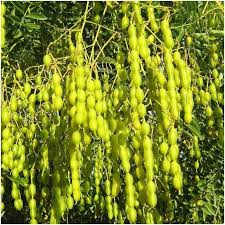 (인디샘 컨설팅) 인도에서 Sophora japonica/회화나무/고삼/일본 탑나무 추출물 수입하기: 전반적인 개요 (1) (인디샘 컨설팅) 인도에서 Sophora japonica/회화나무/고삼/일본 탑나무 추출물 수입하기: 전반적인 개요 (1)