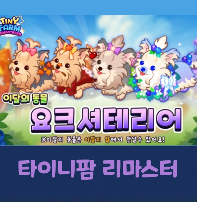  타이니팜 리마스터 요크셔테리어 이달의 알 쿠폰