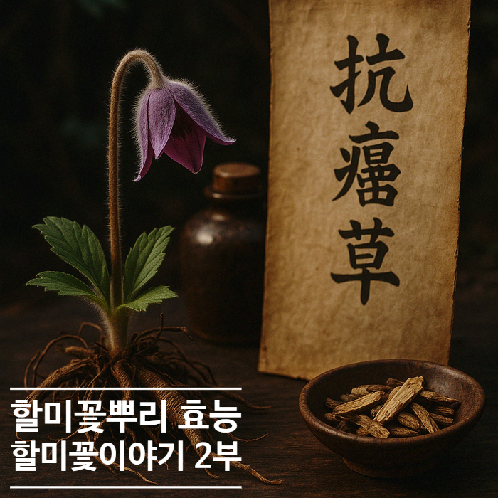  할미꽃뿌리 효능과 항암 효과 – 백두옹과 전통 한방 약초 이야기 2부