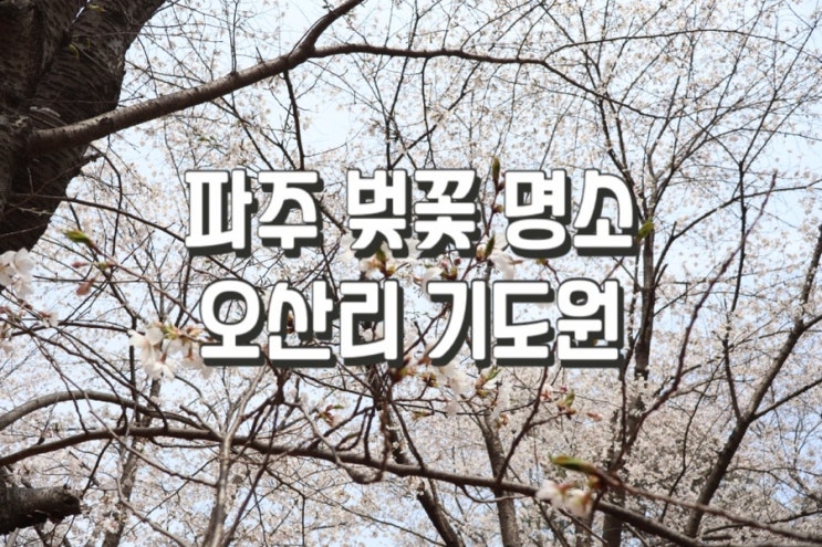  경기북부 벚꽃명소 파주 오산리 기도원 개화현황
