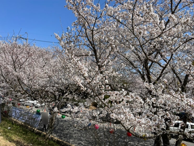  광주근교 벚꽃 가볼만한곳 나주 한수제 벚꽃 주차장 안내