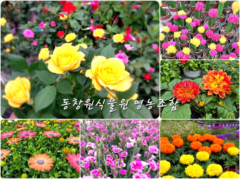 [동창원식물원 영농조합] 식집사 반려식물 입양의 계절, 꽃쇼핑 가세요~