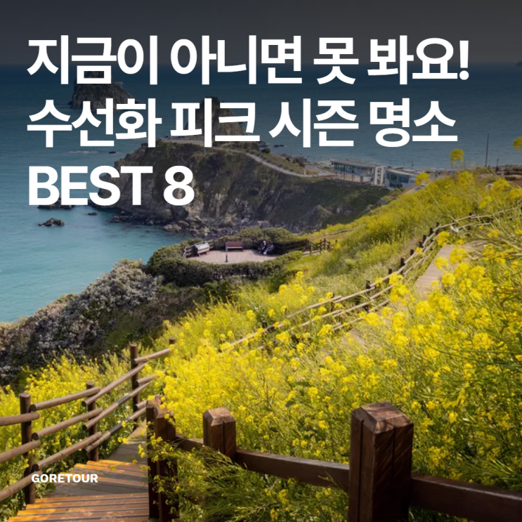  지금이 아니면 못 봐요! 수선화 피크 시즌 명소 BEST 8