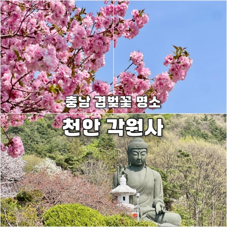  천안각원사 겹벚꽃 주차 애견동반 야간 제한시간 충남가볼만한곳