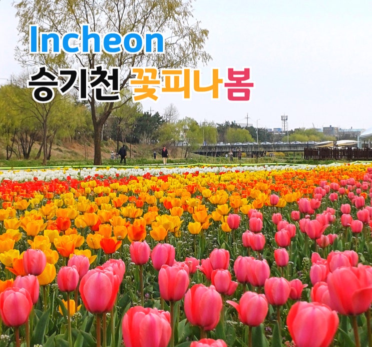 승기천 꽃피나 봄 행사 튤립이 한가득한 축제 승기천 물사랑 음악회!