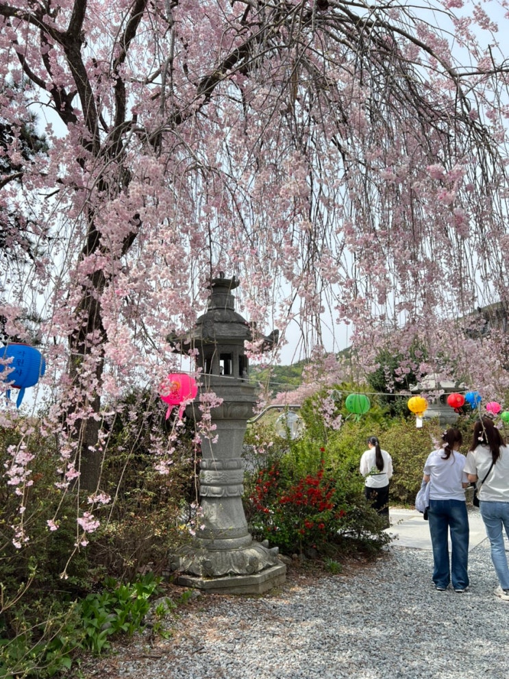  [천안] 4월 18일 실시간 겹벚꽃, 수양벚꽃 만개, 산책 경로 : 각원사