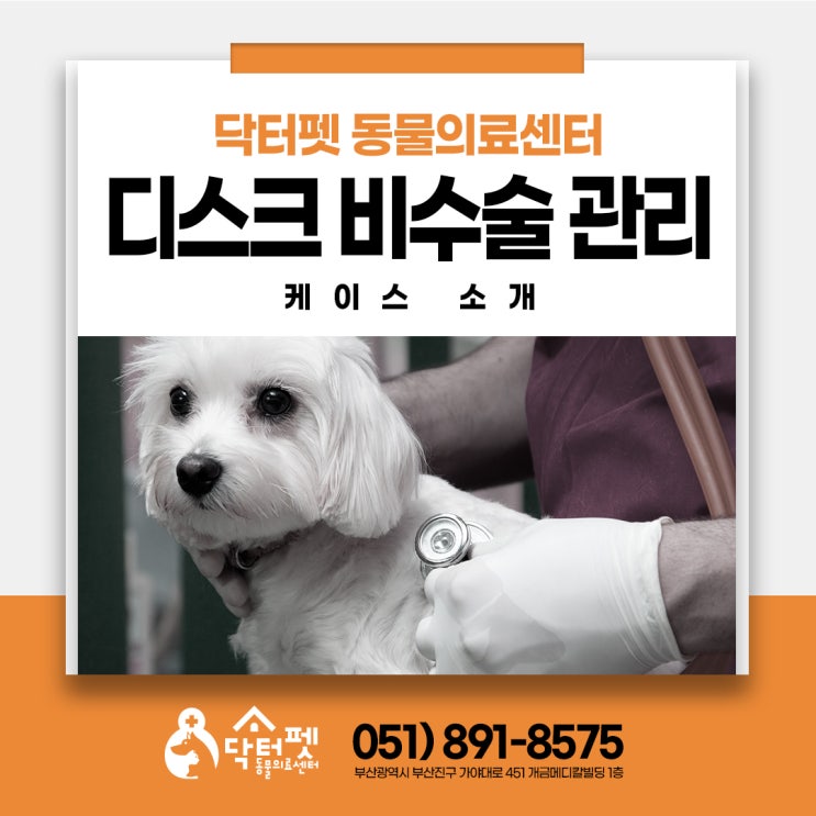  강아지 디스크 수술 없이 관리 케이스 약물 침치료 병행 통증 관리 부산 동물병원 닥터펫