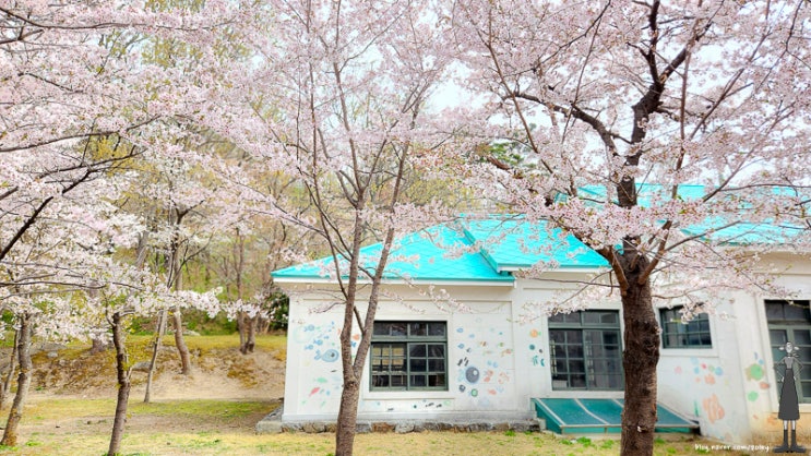  벚꽃엔딩은 강원도 동해시농업기술센터에서 (간헐적 영역표시)