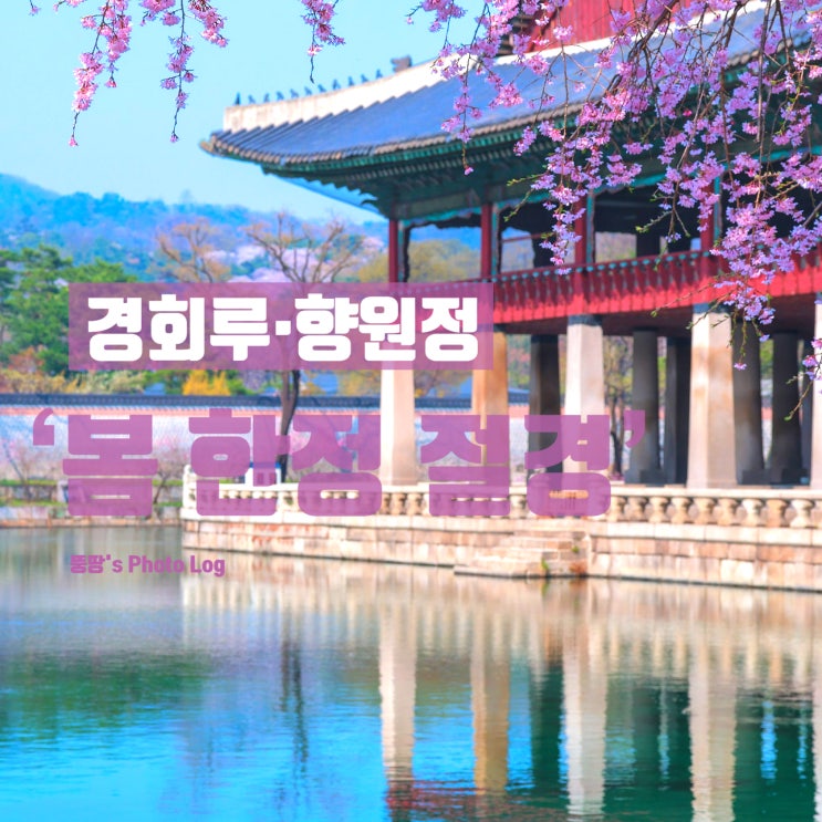  벚꽃 연못 위 궁궐 액자, 경회루·향원정 ‘봄 한정 절경’에 빠지다!