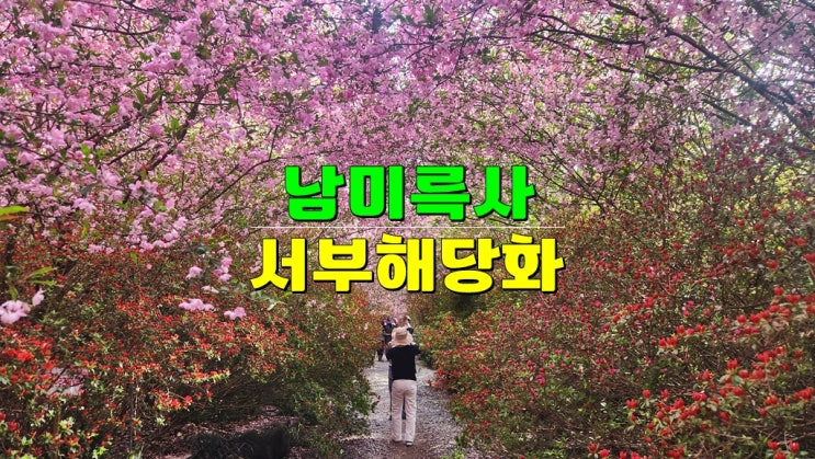 실시간 개화상황 · 지금 가장 예쁜 만개! 강진 남미륵사 서부해당화 축제 (자체 행사) 실시간 개화상황 · 지금 가장 예쁜 만개! 강진 남미륵사 서부해당화 축제 (자체 행사)