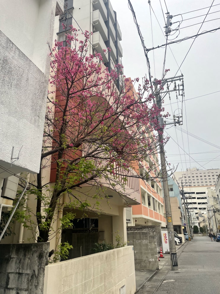  [오키나와] 가성비 부부의 얼렁뚱땅 여행 (10박 11일 중 3일차) - 4키나와