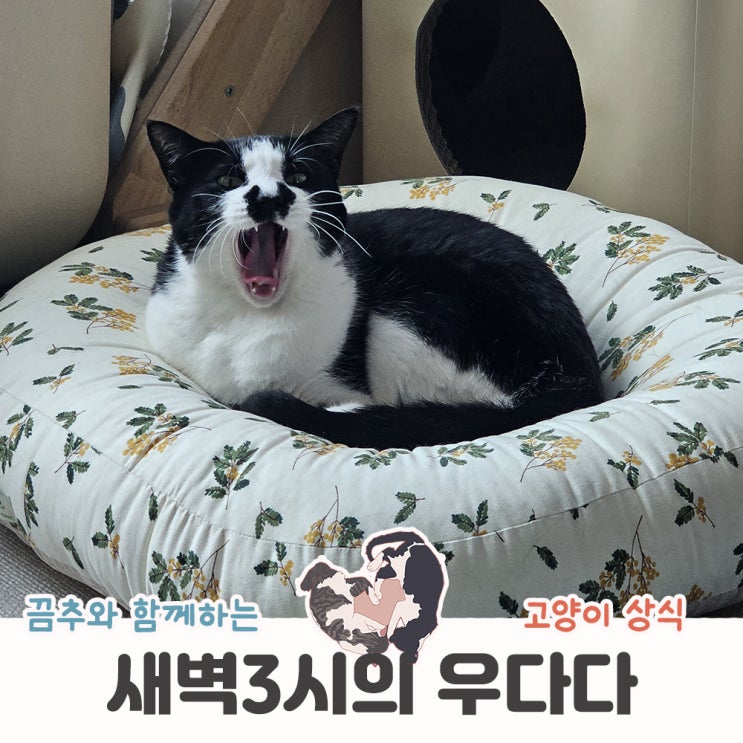  고양이 새벽우다다 봄에 폭주하는 이유 대처방법