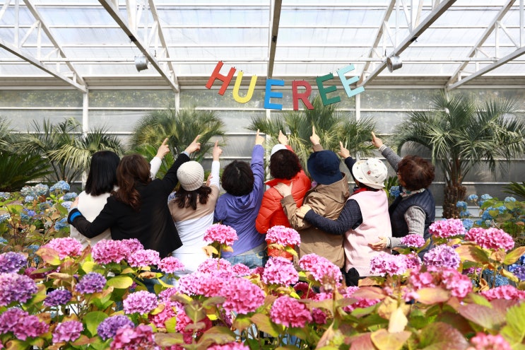  6월 7월 제주도관광도 전세버스대절 기사포함 단독풀패키지 노쇼핑 노옵션 자유여행으로