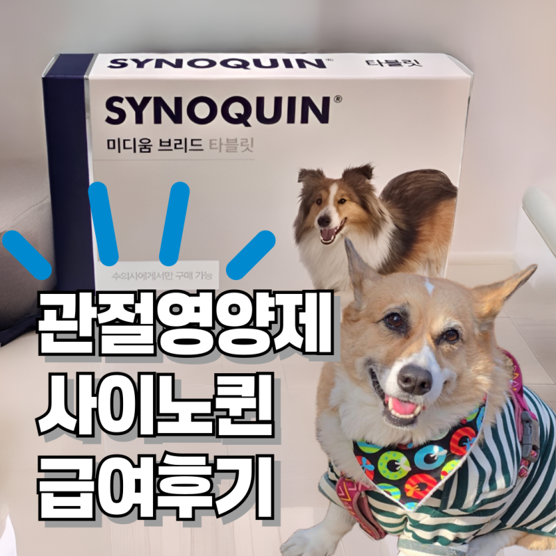 강아지 관절영양제를 사이노퀸으로 정한 이유와 급여 후기