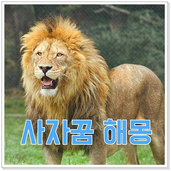 사자꿈 해몽 사자한테 물리는꿈 태몽 풀이