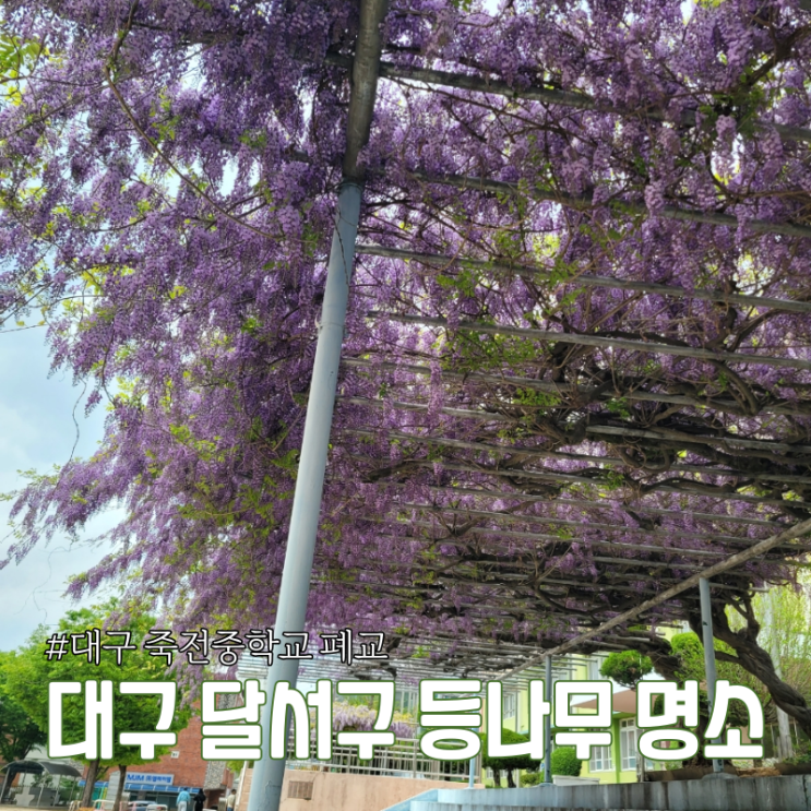 대구 달서구 가볼 만한 곳 죽전중학교 등나무 개화 4월 17일 촬영