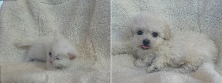  경제적인 대전강아지무료분양을 통해 만난 도그마루 강아지고양이 대전점