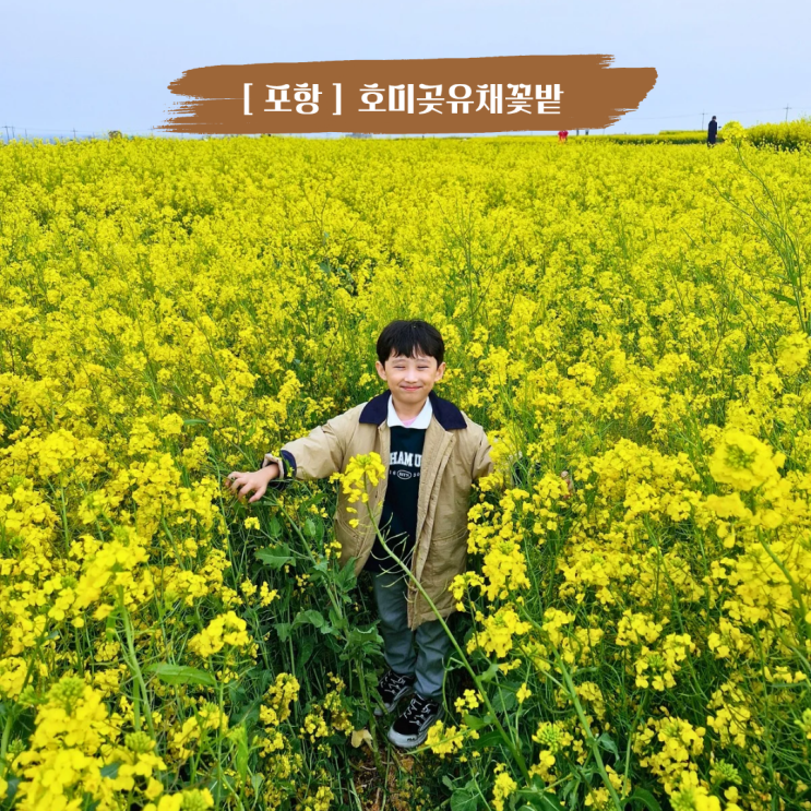  포항 호미곶 유채꽃밭 4월 아이랑 갈만한 곳 주차 및 놀거리