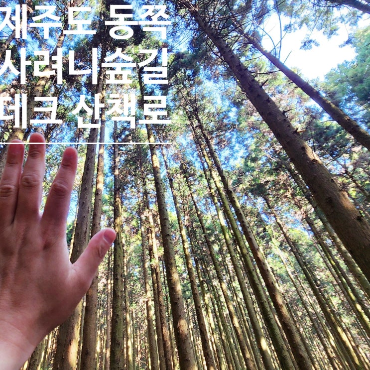  제주도 동쪽 가볼만한 곳, 사려니숲길 무장애나눔길 데크 산책 코스