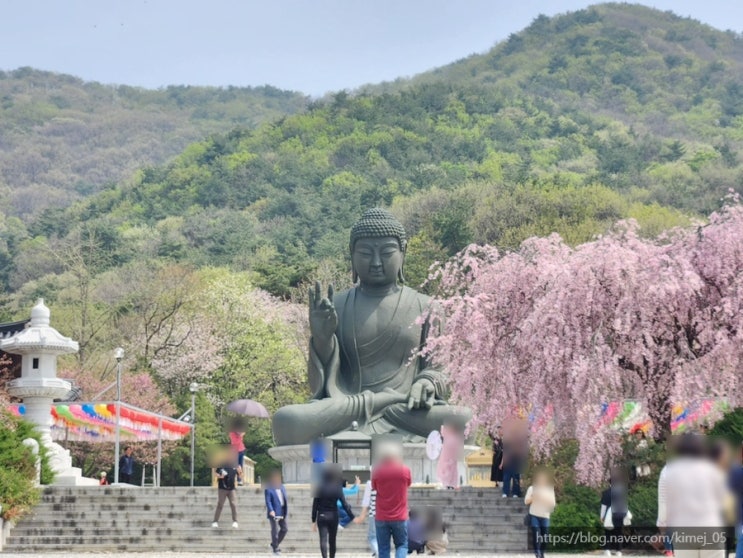  겹벚꽃 수양벚꽃 흐드러지게 핀 천안 각원사 나들이