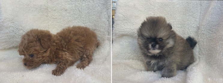  [반려동물리뷰] 빅토리아펫 강아지고양이 잠실점, 행복한 잠실강아지분양의 시작!