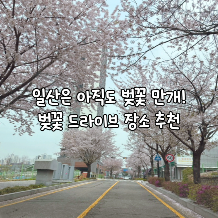  일산 벚꽃 드라이브명소 | 25.04.18 실시간 만개