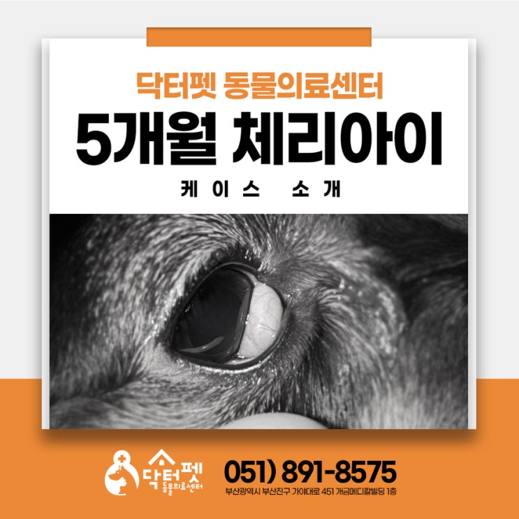  5개월 강아지 눈에 뭐가 튀어나왔어요 부산 체리아이 제3안검 돌출 외과 수술 동물병원