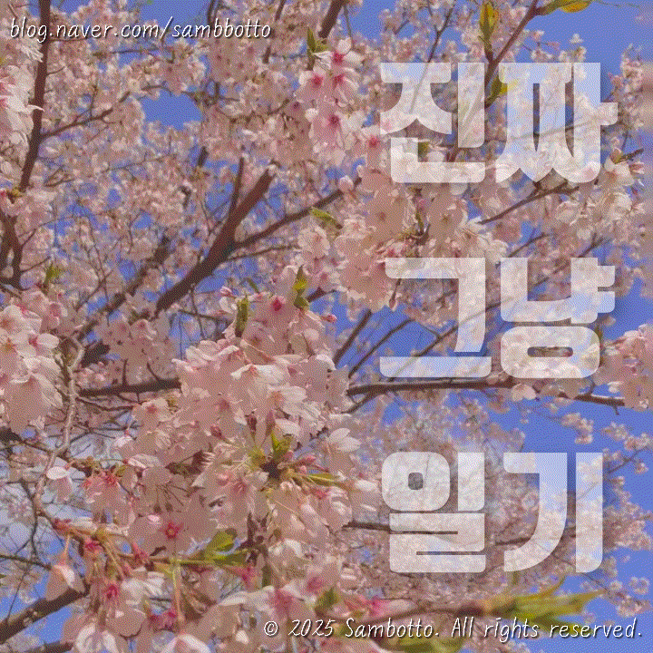  진짜 그냥 일기 | 벚꽃이 예쁜 요즘️, 휴롬 착즙기 일기, 집밥 일기, 귀여운 고양이