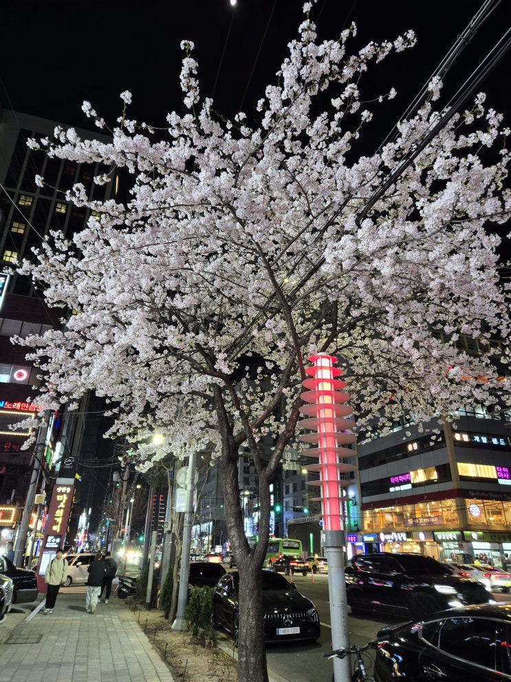  [동대문구 장안동]우연히 벚꽃