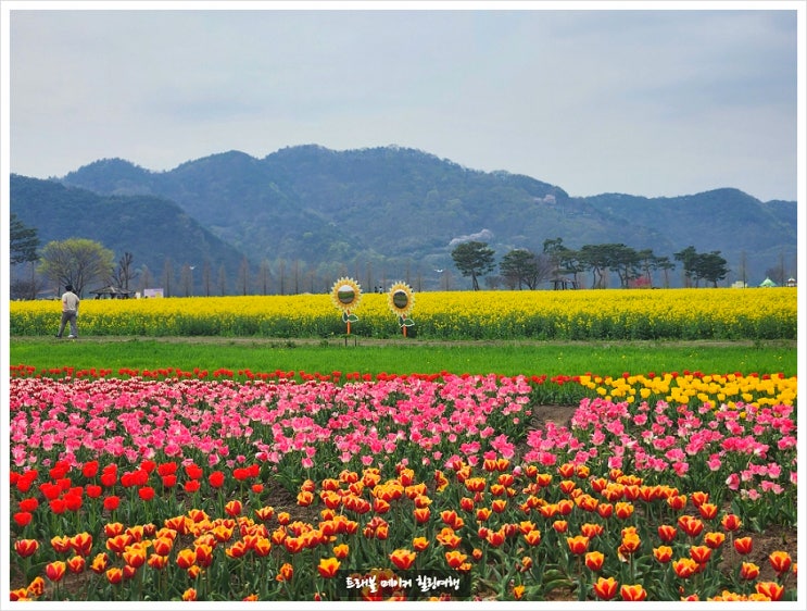 창녕유채꽃낙동강축제 4월 국내여행지 추천 봄축제 일정