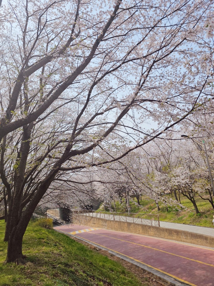  화정동 벚꽃 꽃우물 고양둥이동산 올해도 발도장 꾹!
