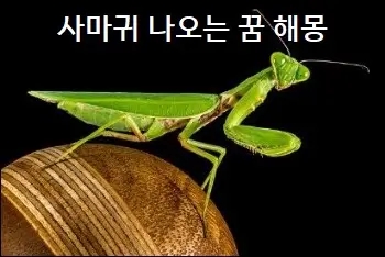  사마귀 나오는 꿈 사마귀 물리는 꿈 사마귀 죽이는 꿈 해몽