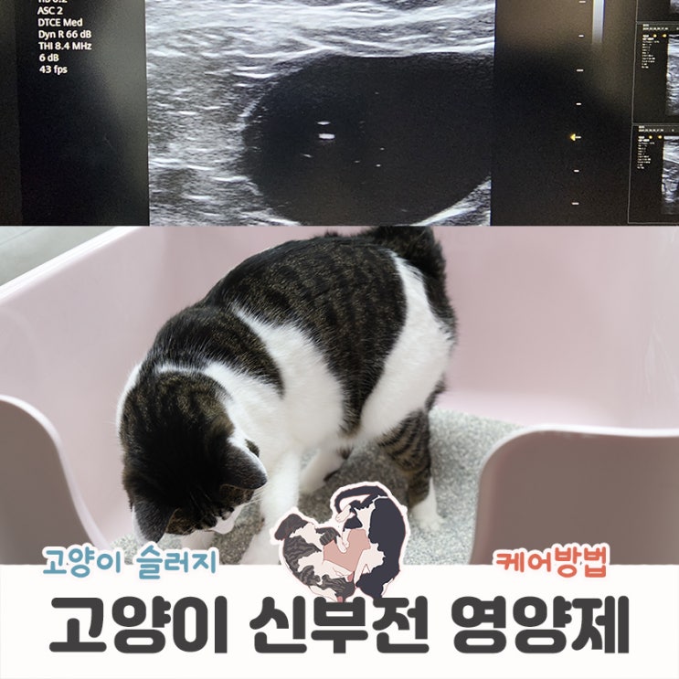  고양이 슬러지 관리 신부전영양제 필요한 이유