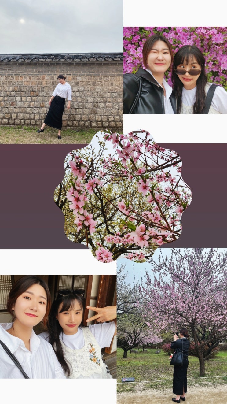  론 종로나들이 _벚꽃 다지고 가는게 국룰이지 사진기록