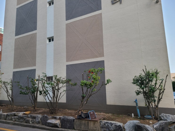  울산 동구 방어진 **빌라 화단 동백나무 가지치기 작업("울산전정대행")