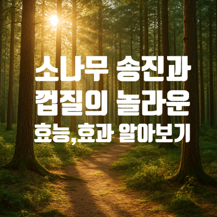  소나무 송진 효능과 껍질 효과 – 놀라운 자연 치유력 총정리