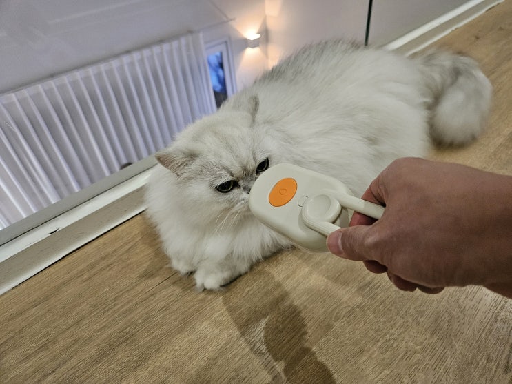  스팀 고양이 브러쉬 리뷰. 알리익스프레스에서 샀어