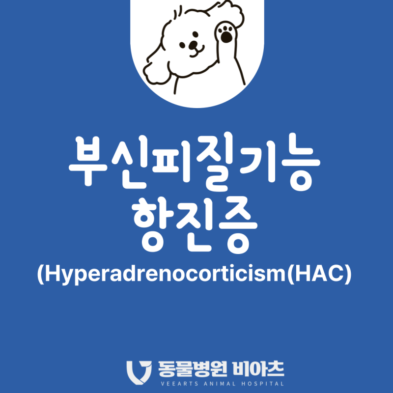 강아지 부신피질기능항진증(HAC), 쿠싱증후군과의 차이부터 치료까지 총정리!