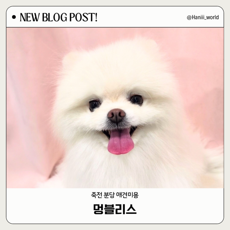 멍블리스 애견호텔 애견미용