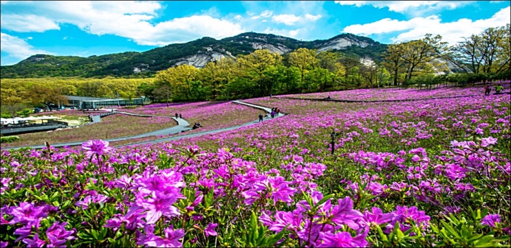  2025년 불암산 철쭉제(철쭉 개화상황, 주차, 교통편, 버스킹 공연, 푸드트럭, 주요 이벤트)