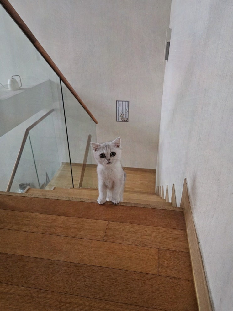  대전고양이분양 퍼스트캣 대전점에서 특별한 고양이를 분양받아보세요!
